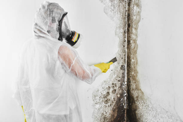 Best Commercial Mold Remediation in Dublin, OH