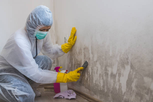 Best Mold Testing and Inspection Services in Dublin, OH