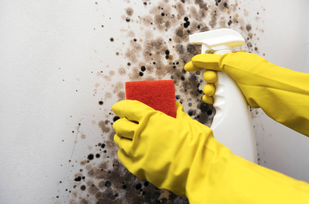 Best White Mold Remediation in Dublin, OH