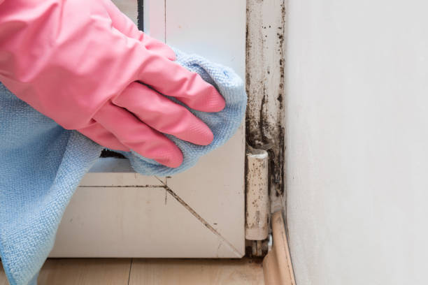 Best Insurance-Related Mold Remediation in Dublin, OH